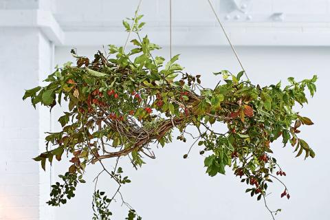 Bloemencirkels het jaar rond © Ferm vzw