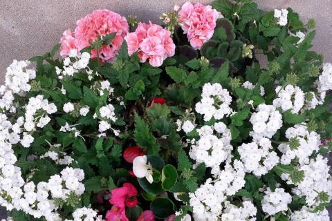 Bloemenactie © Foto Ann Dieryckx