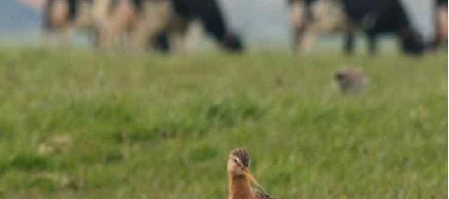 Film "Vogels kan je niet melken" © Witfilm