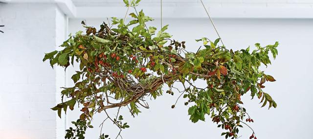 Bloemencirkels het jaar rond © Ferm vzw