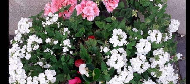 Bloemenactie © Foto Ann Dieryckx